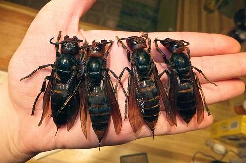 JAPANESE HORNETS.jpg