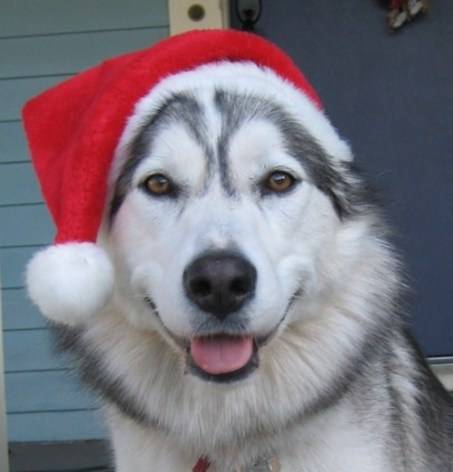 large_you-photos-christmas-dog.jpg