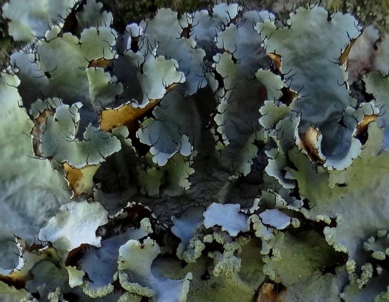 Lichen.jpg