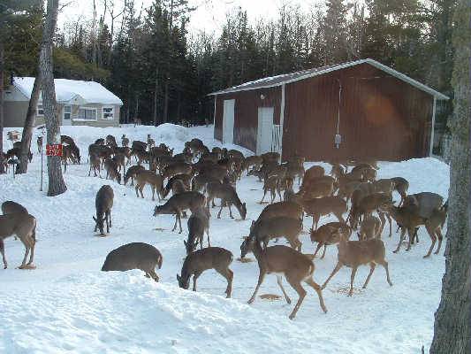 lots-of-deer-in-yard.jpg