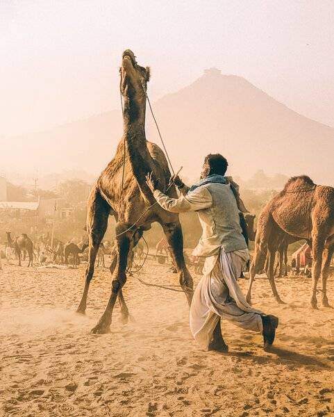 man-tames-camel.jpg