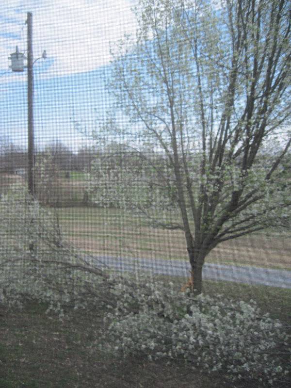 March 1 2017 storm damage 001.JPG