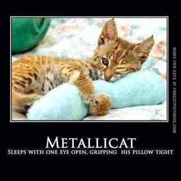 Metallicat.jpg