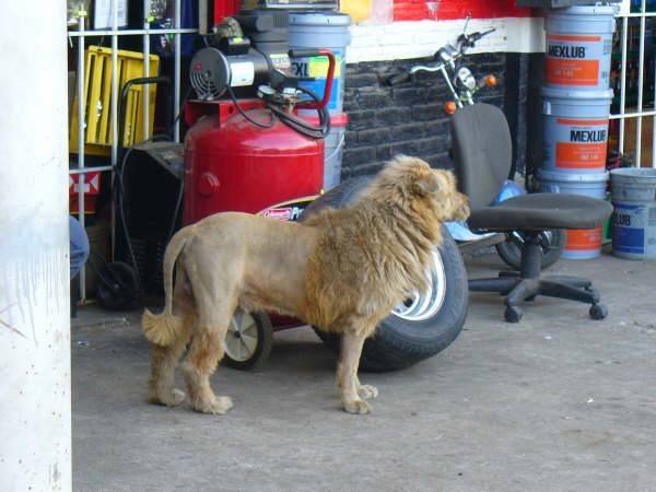 Mexican Lion.jpg