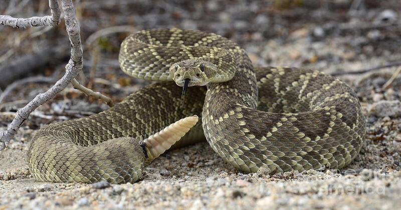 mojave-rattlesnake-bob-christopher.jpg