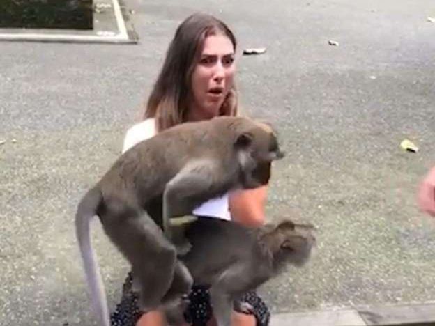 monkey.jpg