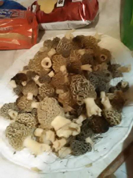 morels 2017.jpg