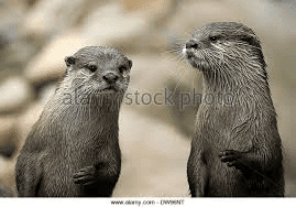 otters.png