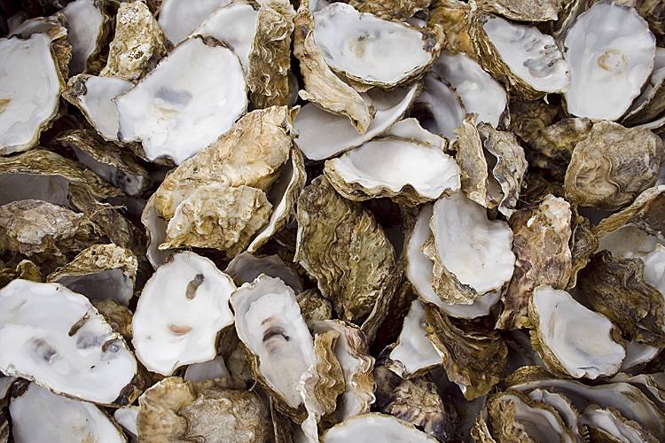 oysters-8-16_0.jpg