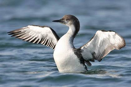 pacific_loon_8772.jpg