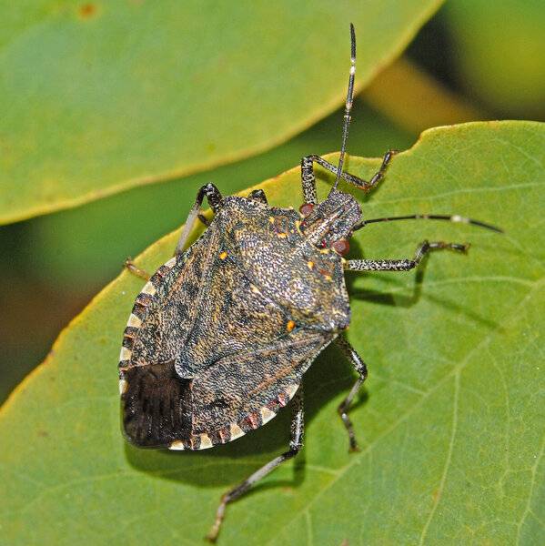 Pentatomidae_-_Halyomorpha_halys-001stinkbug.jpg