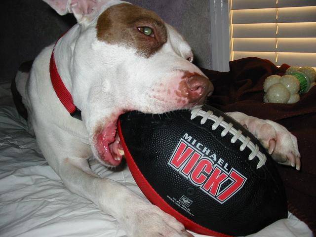 Michael vick hotsell dog toy