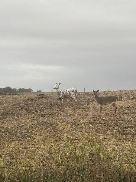 Piebald deer.jpg