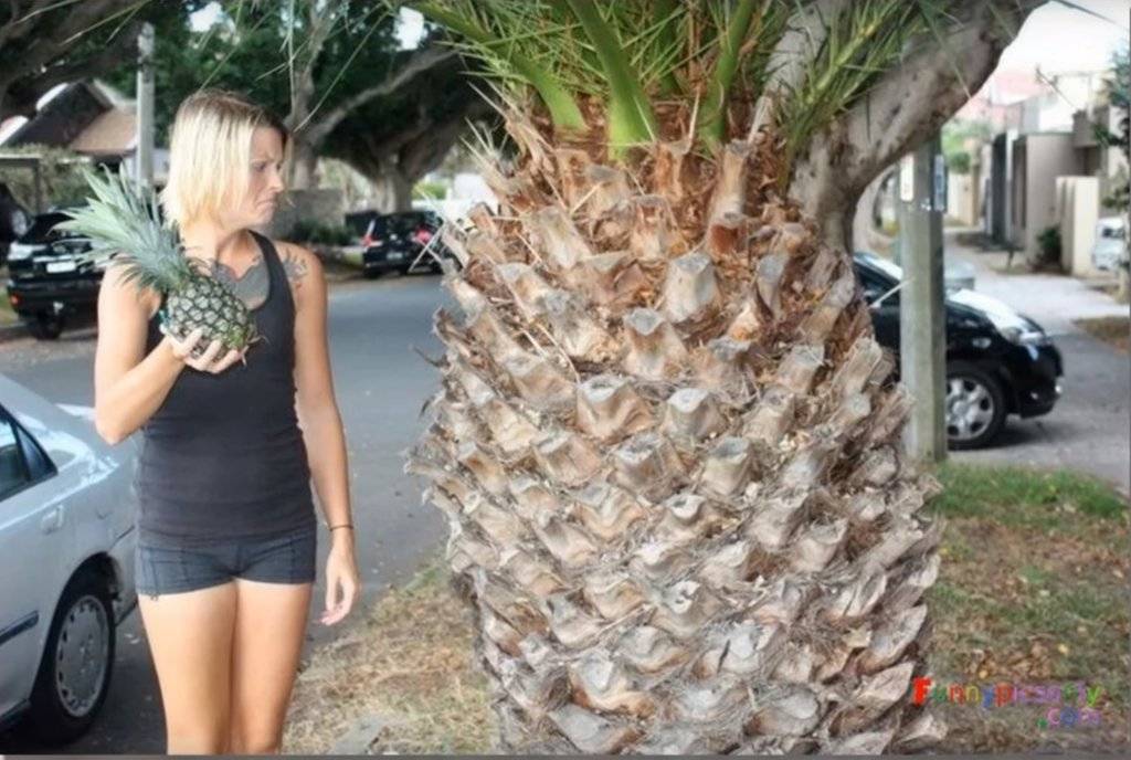 Pineapple.jpg