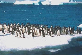 pinguin.jpg