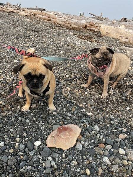 PugsonBeach.jpeg