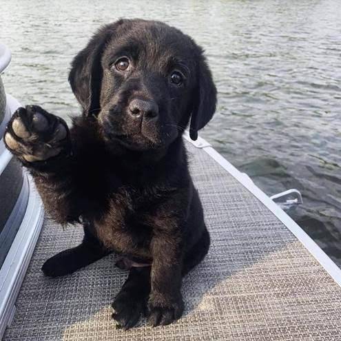 puppy wave.jpg