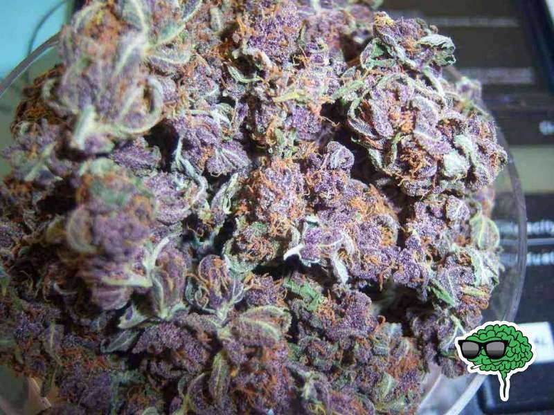 purple-kush--415l.jpg