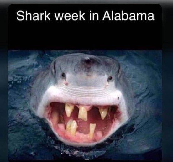 shark in al.jpg