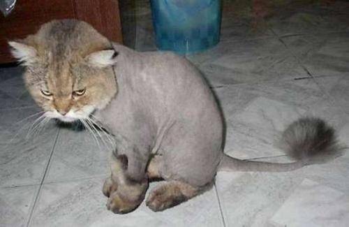 shaved_cat-jpg.jpg