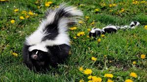 Skunk.jpg