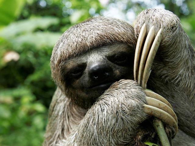 sloth_(c)_Jorge_Salas_International_Expeditions.JPG