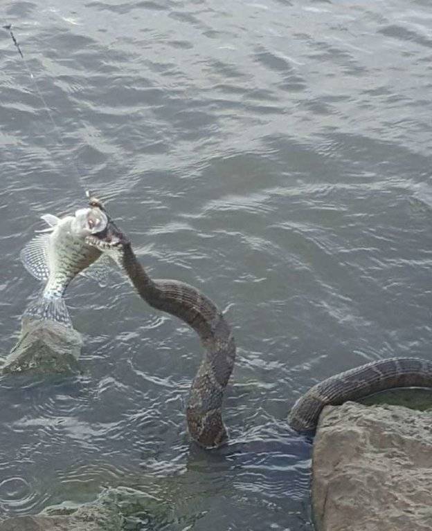 Snake Fish.jpg