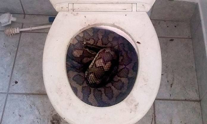 snake-toilet-696x418.jpg