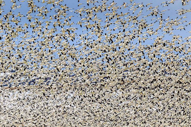 snow-geese-2.jpg