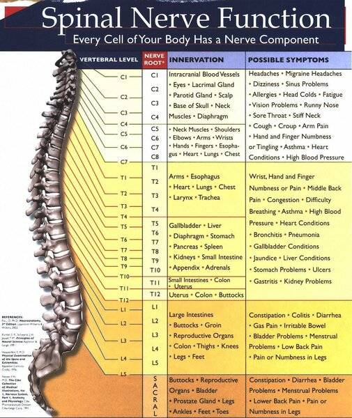 spinalnervechart (1).jpg