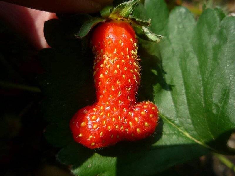 ***** strawberry.jpg