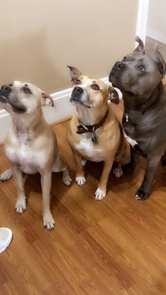 three dogs.jpg