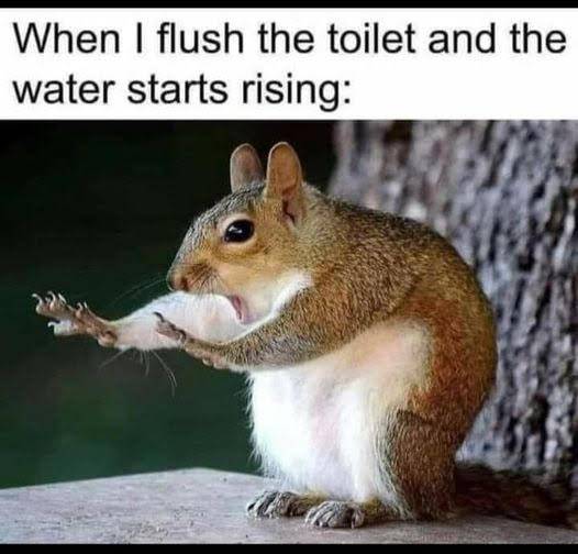 toilet rising.jpg