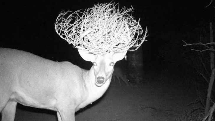 tumbledeer.jpg