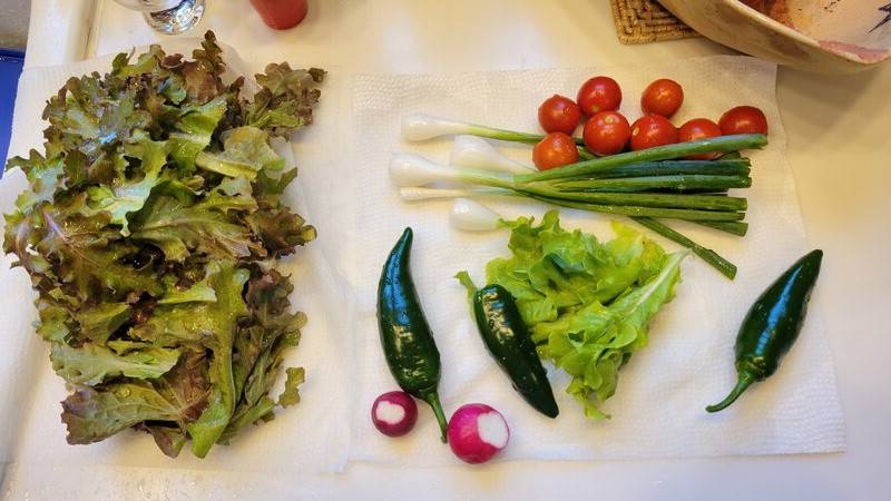 veggies from the garden.jpg