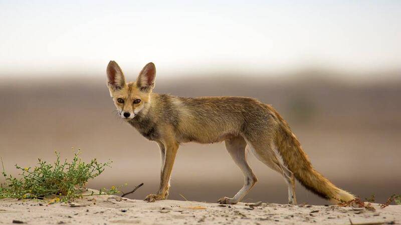 White-footed-fox-Sumeet-Moghe-CC-BY-SA-4.01-1_jp0tgw.jpg