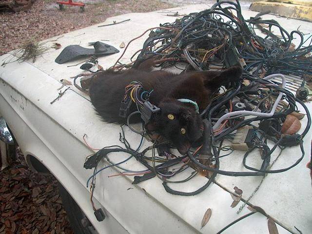 wiring expert.JPG