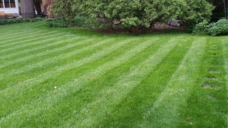 yard striping.jpg